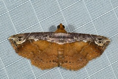 Lophoruza vacillatrix