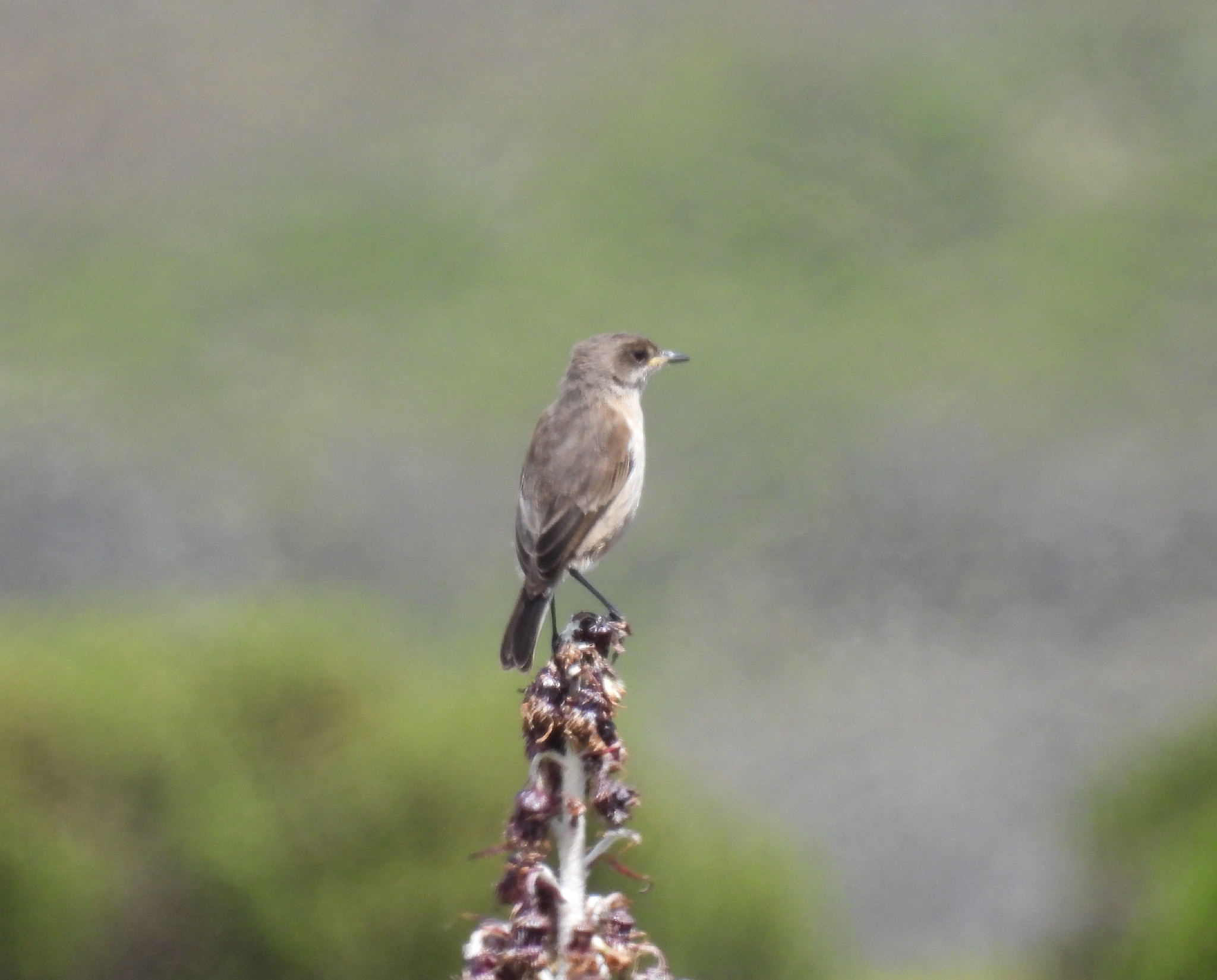 Moorland Chat (Pinarochroa sordida), photo 2
