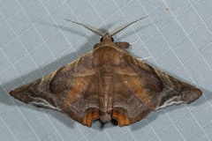 Episparis tortuosalis