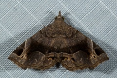 Pangrapta parsimonalis