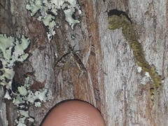 Isonomeutis restincta