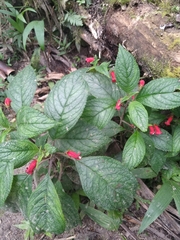 Kohleria inaequalis