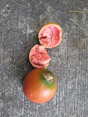 Melodinus suaveolens