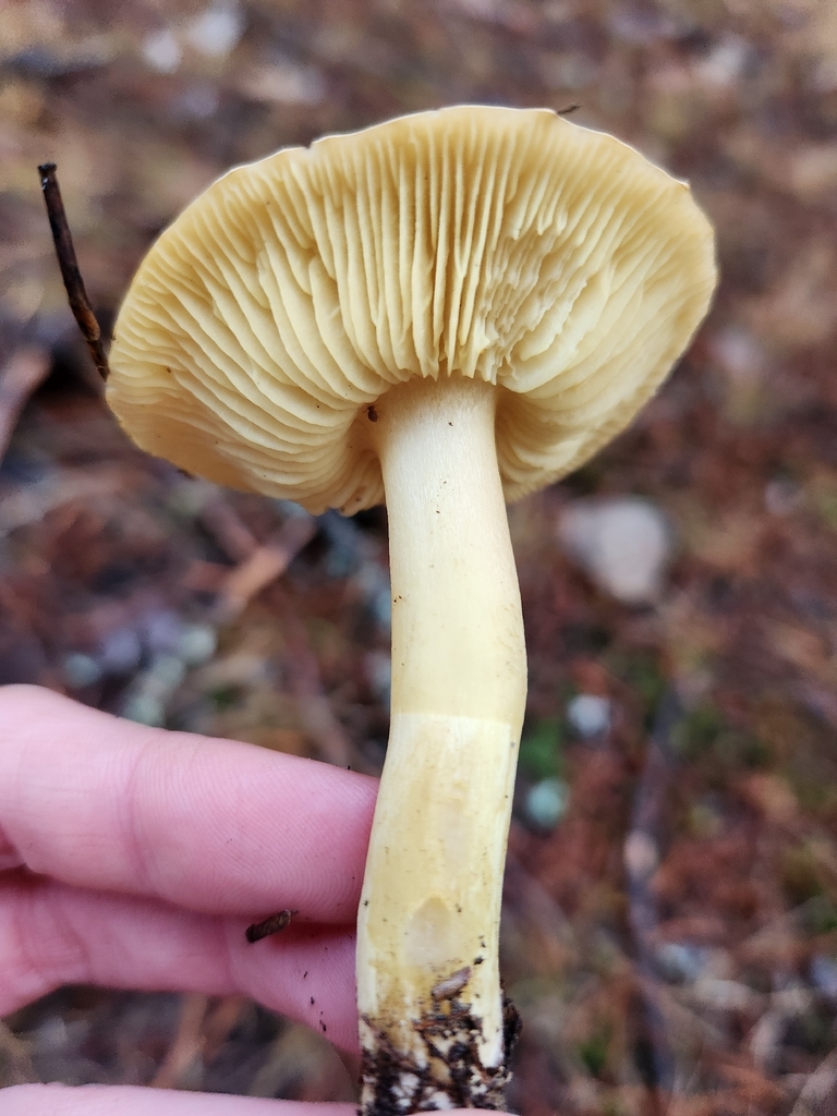 Tricholoma sp. 'ulvinenii-PNW07' · December 2025 · photo: © lytiic (iNaturalist, cc-by-nc)