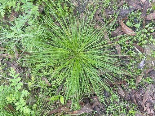 iNaturalist observation photo of Slender Clubrush
