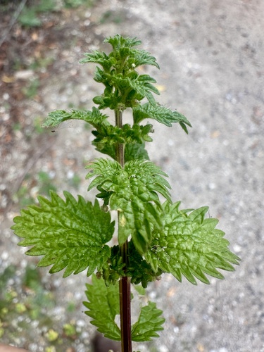 iNaturalist observation photo of Dwarf Nettle