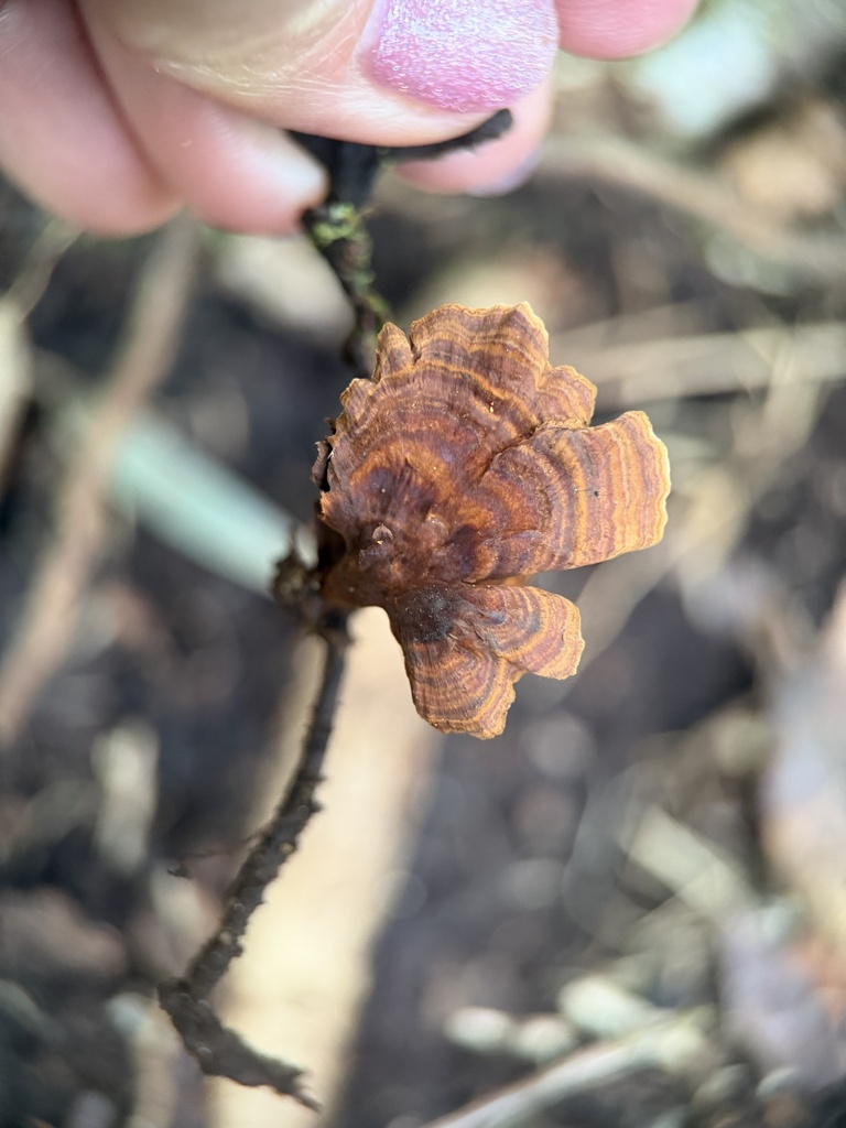 Hymenochaete damicornis · December 2025 · photo: © bealeiderman (iNaturalist, cc-by)