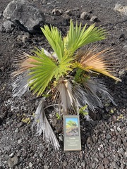 Pritchardia affinis