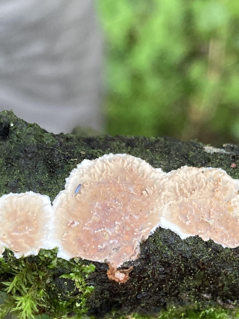 Heteroradulum deglubens
