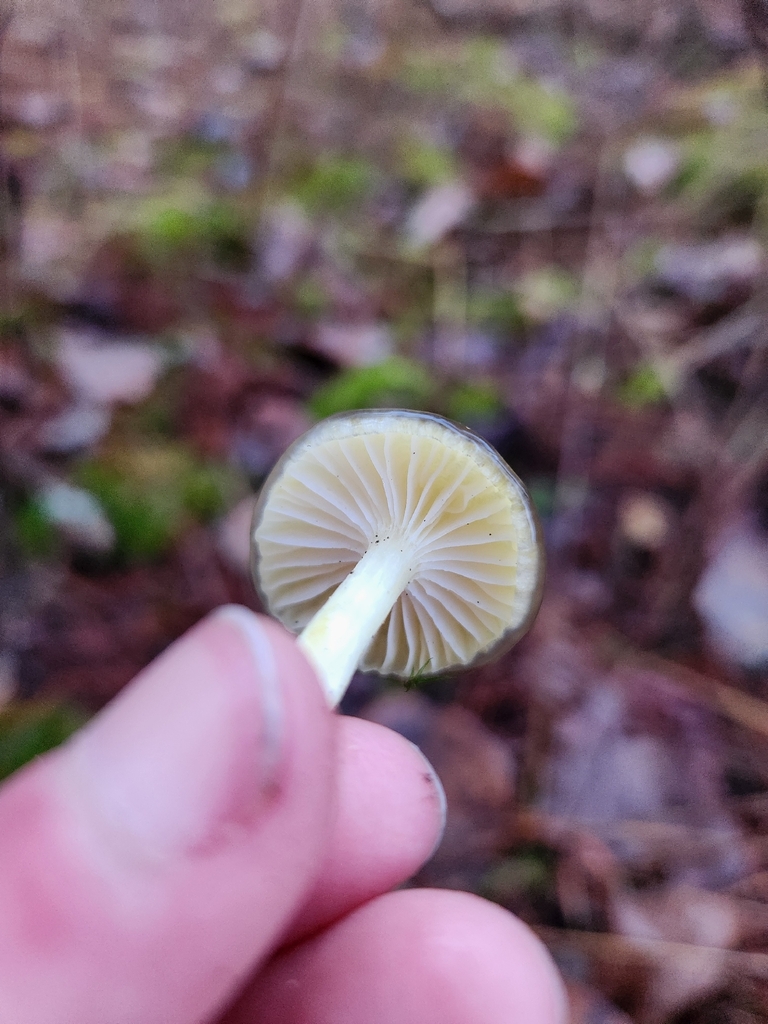 Hygrophorus siccipes · December 2025 · photo: © lytiic (iNaturalist, cc-by-nc)