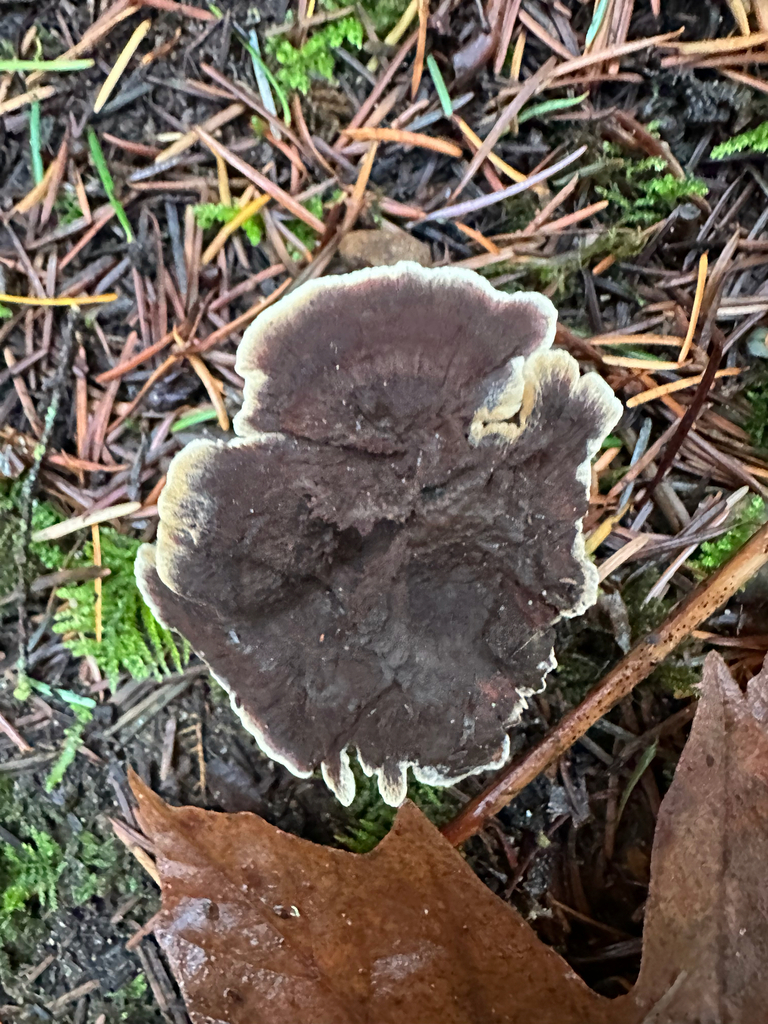 Phaeolus hispidoides · December 2025 · photo: © srullman (iNaturalist, cc-by)