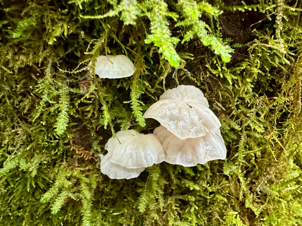 Marasmiellus candidus · December 2025 · photo: © srullman (iNaturalist, cc-by)