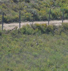 Centrocercus minimus