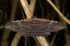 Anisoneura aluco