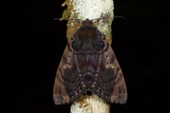 Arcte modesta