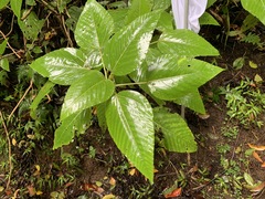 Touchardia latifolia