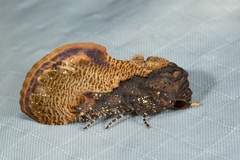 Batracharta nigritogata