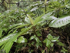 Touchardia latifolia