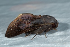 Batracharta cossoides