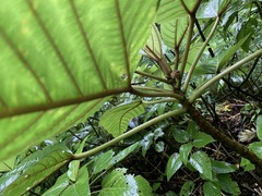 Touchardia latifolia