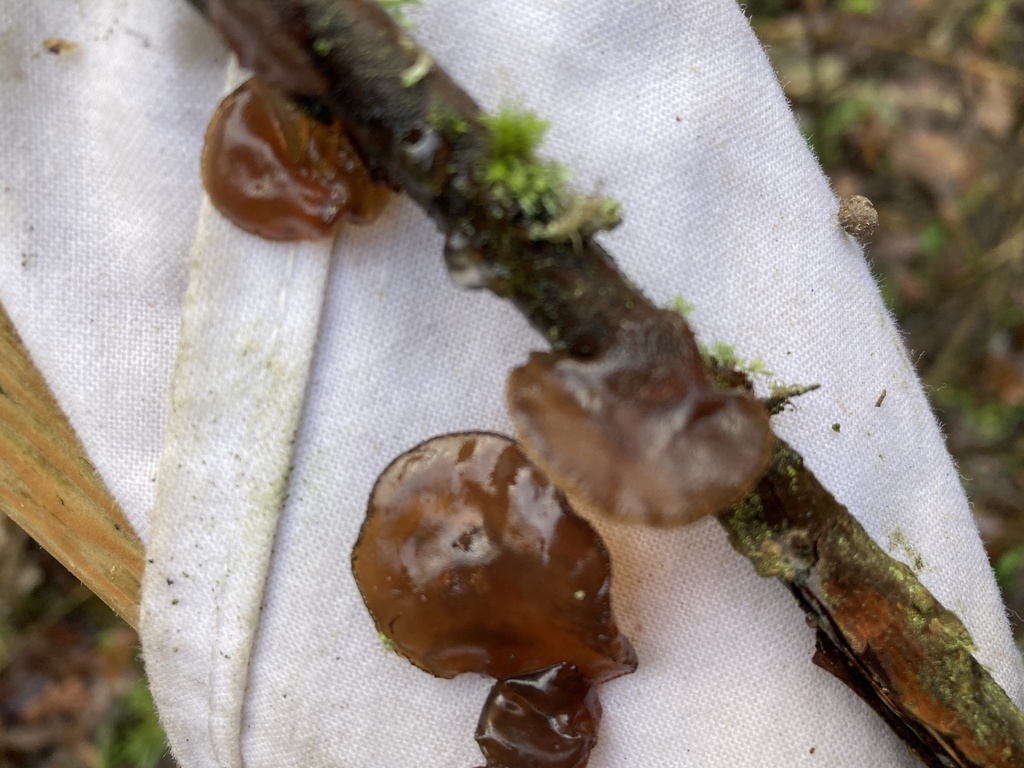 Exidia recisa · December 2025 · photo: © wildhamandpetersham (iNaturalist, cc-by)