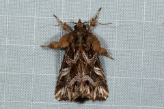 Callopistria placodoides