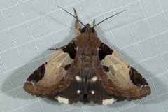 Ercheia cyllaria