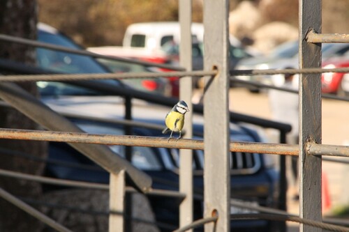 Avistamiento Cyanistes caeruleus