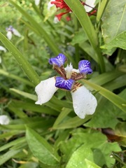 Trimezia gracilis