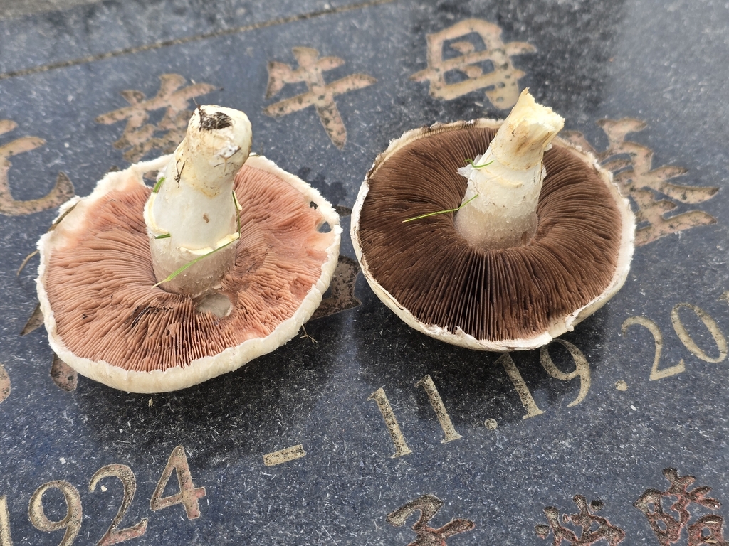 Agaricus braendlei