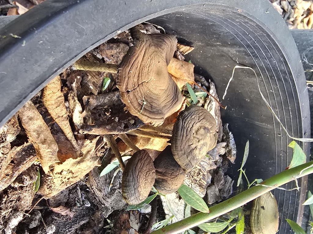 Psilocybe allenii · December 2025 · photo: © alan_rockefeller (iNaturalist, cc-by-sa)