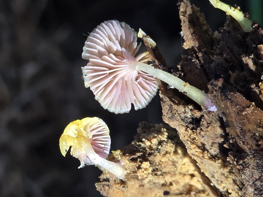 Chromosera loreleiae · December 2025 · photo: © alan_rockefeller (iNaturalist, cc-by-sa)
