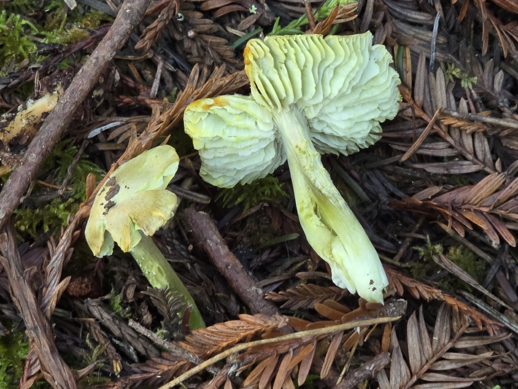 Hygrocybe virescens · December 2025 · photo: © alan_rockefeller (iNaturalist, cc-by-sa)