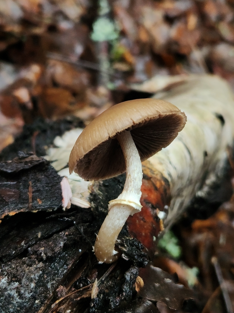 Psathyrella ellenae yubaensis · December 2025 · photo: © lytiic (iNaturalist, cc-by-nc)
