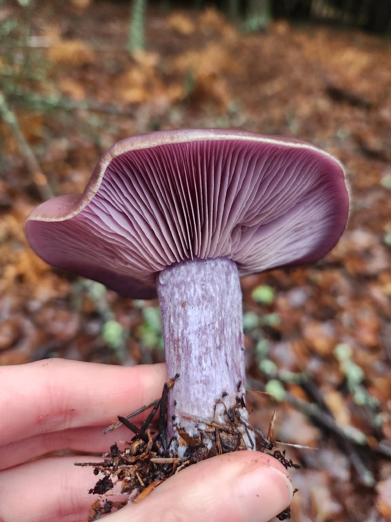 Collybia nuda · December 2025 · photo: © lytiic (iNaturalist, cc-by-nc)