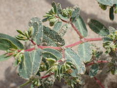Euphorbia trinervia image
