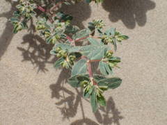 Euphorbia trinervia image