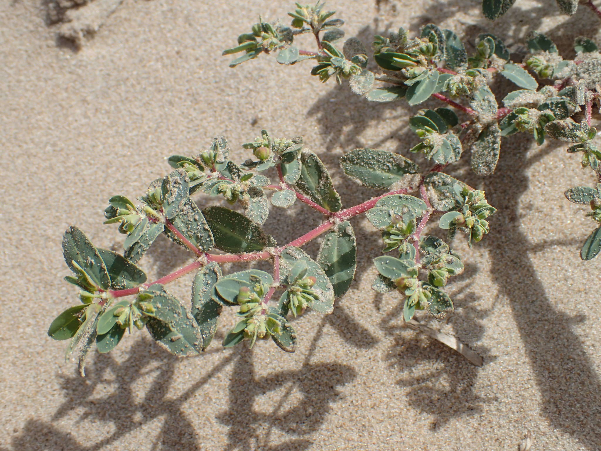 Euphorbia glaucophylla