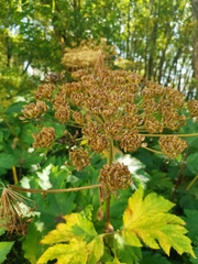 Heracleum maximum