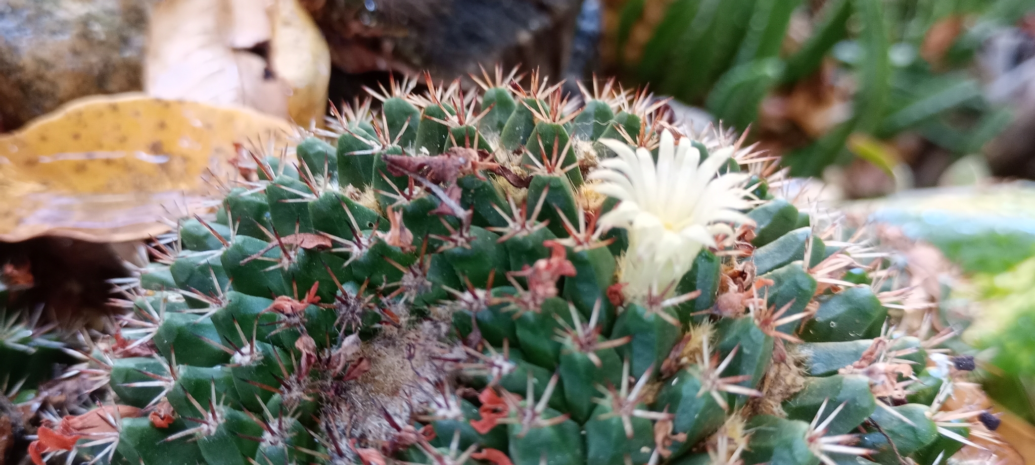 Imagem de Mammillaria voburnensis