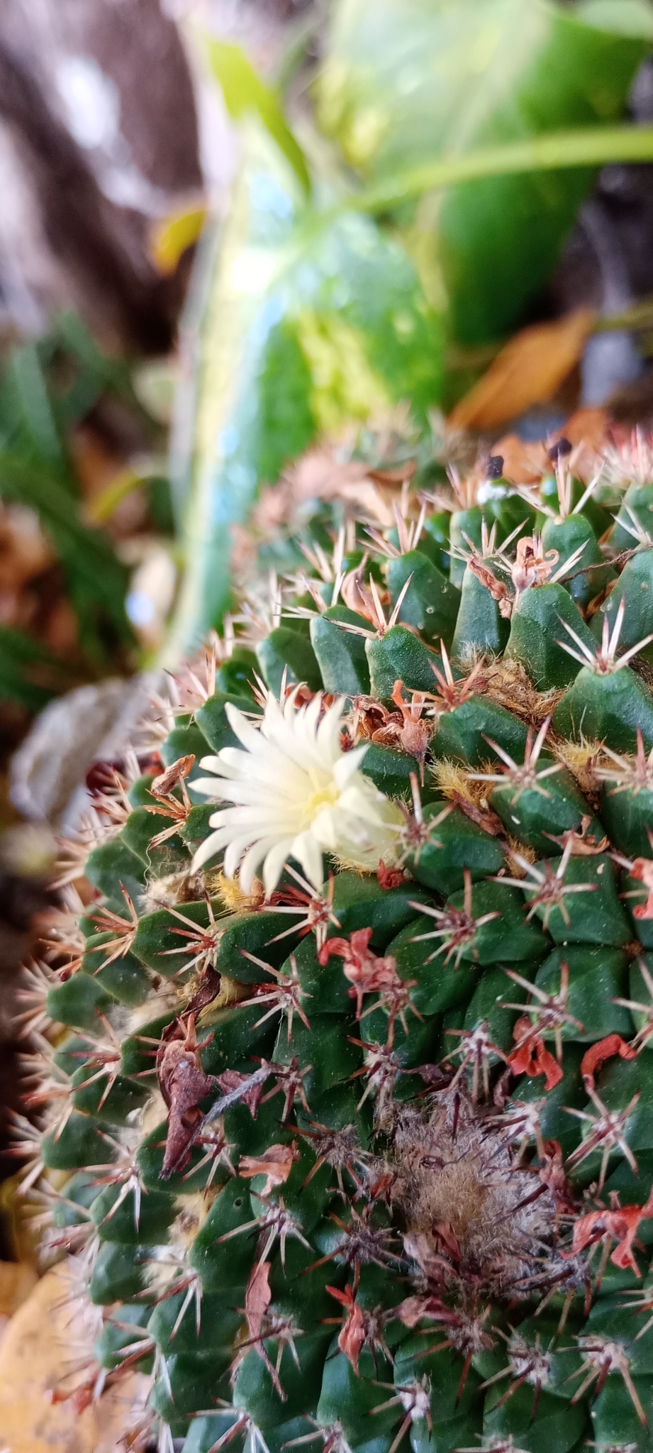 Imagem de Mammillaria voburnensis
