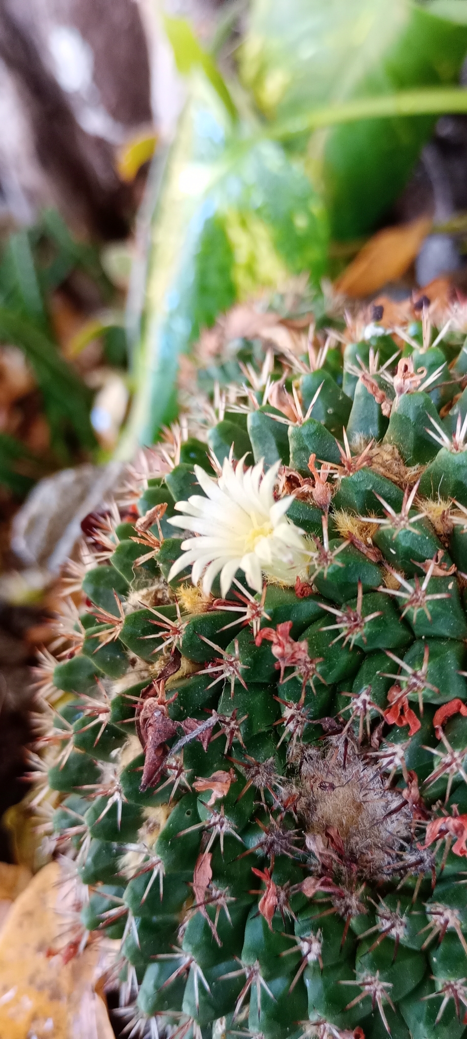 Imagem de Mammillaria voburnensis