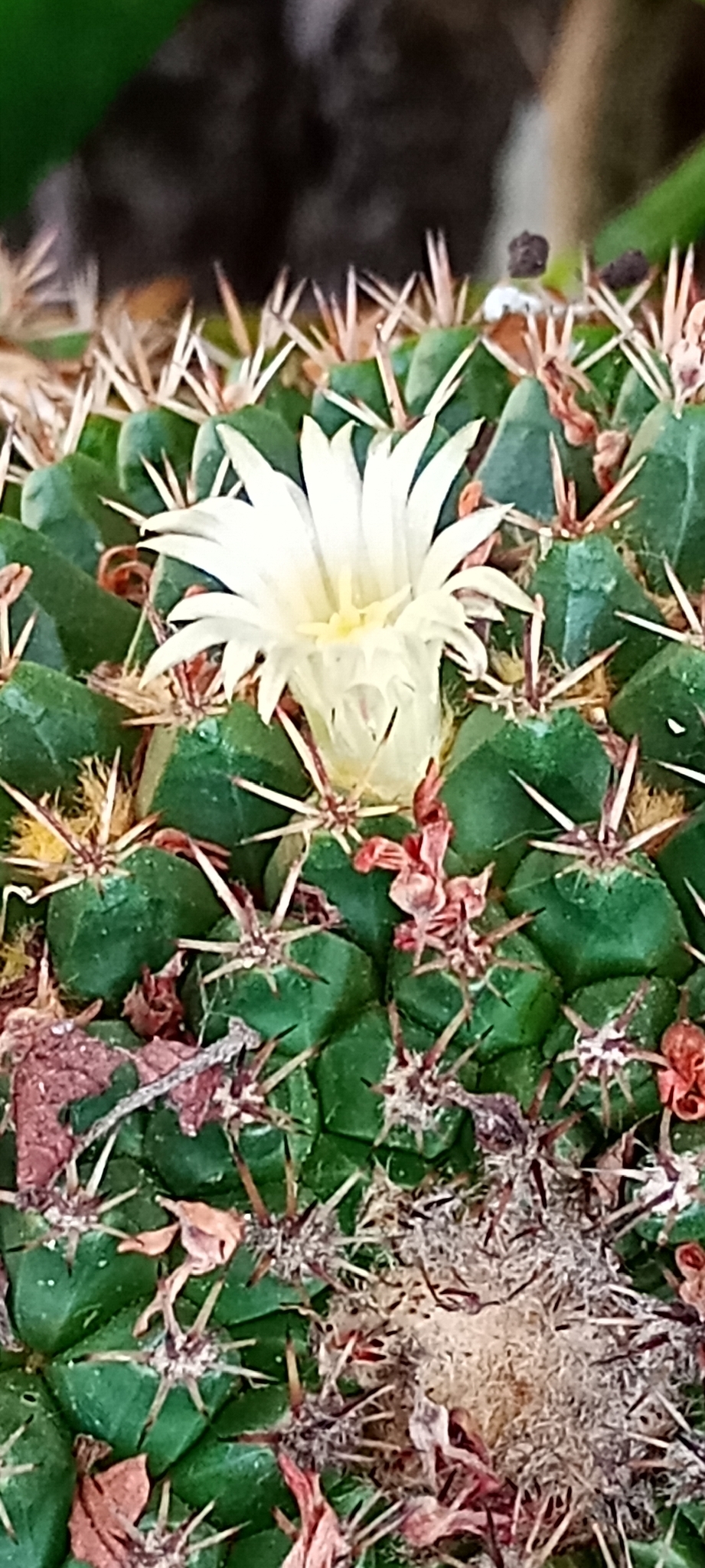 Imagem de Mammillaria voburnensis