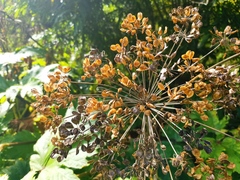 Heracleum maximum