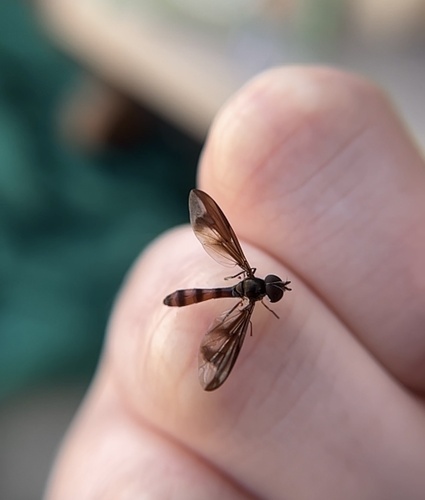 Unknown species found near CR-587 W, New Port Richey, FL, US