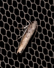 Xylorycta melaleucae