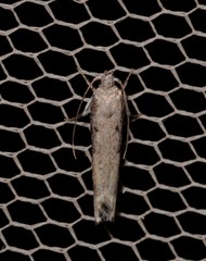 Xylorycta melaleucae