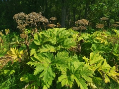 Heracleum maximum