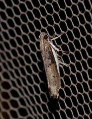 Xylorycta melaleucae