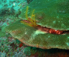 Coscinaraea mcneilli